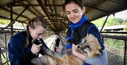 تلاش دانشمندان روسی برای تبدیل روباه به حیوان خانگی! + عکسها