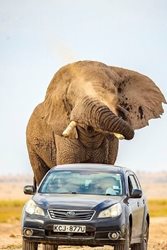 فرار خودرو از حمله فیل عظیم الجثه + تصاویر