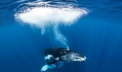 عکاسی از نهنگ ها + تصاویر