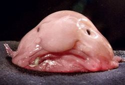 تصویری از زشت ترین ماهی دنیا