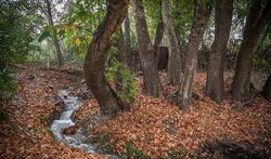 پاییز هزار رنگ در کرمانشاه + عکسها