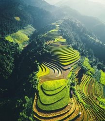 زمین های زراعی در ویتنام + تصویر