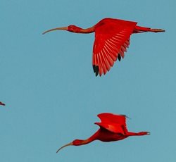 پرنده ای به رنگ قرمز! + عکس