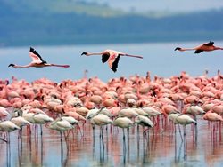 دریاچه ناکورو کنیا؛ مامن هزاران فلامینگوی مهاجر