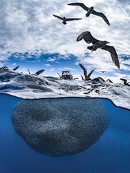 پرواز مرغان دریایی بر فراز توده ای از ماهیان + عکس