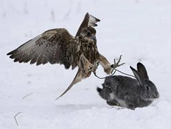 شکار خرگوش توسط شاهین + عکس