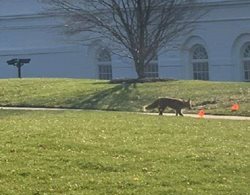 قدم زدن روباه در کاخ سفید + عکسها