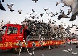 کبوتر بازهای ثروتمند چینی! + عکسها