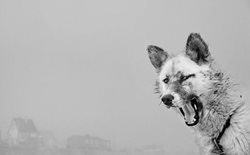 سگهای سورتمه قطب شمال + عکسها