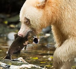 فریاد ماهی زیر دندانهای تیز خرس کرمود + عکس