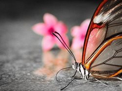 زیباترین پروانه های جهان + تصاویر