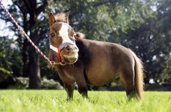 تامبلینا، کوچک ترین اسب جهان + عکس
