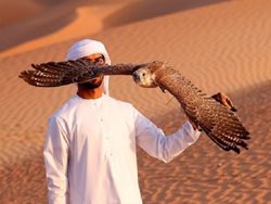 تربیت پرندگان شکاری در امارات + عکسها