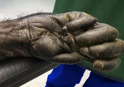 دست یک شامپانزه 40 ساله از نمایی نزدیک! + عکس