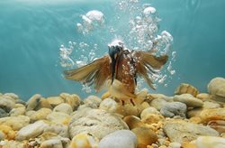 لحظه شکار ماهی در زیر آب + عکسها