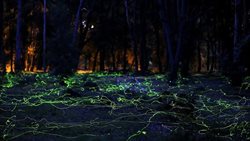 درخشش کرم های شب تاب در تاریکی جنگل + عکس