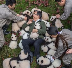 عکس گرفتن با خرس های پاندا در چین + تصویر