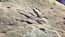 کشف ردپای دایناسور در ساحل استرالیا + عکس