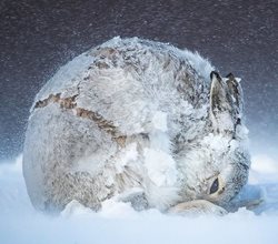 خرگوش های کوهستانی در طبیعت برفی اسکاتلند + عکسها