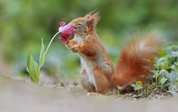 علاقه سنجاب بازیگوش به گل ها + عکسها