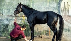 مراکز پرورش اسب در شوش + تصاویر