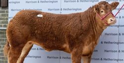 تصویری از گران قیمت ترین گاو جهان