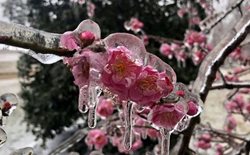 شکوفه های درخت گیلاس یخ زده در ویرجینیا + عکس