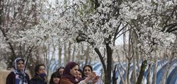 رویش زود هنگام شکوفه ها در شهر راز + عکسها