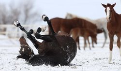 غلت زدن اسب در برف + عکس