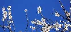 شکوفه های زمستانی قزوین + عکسها