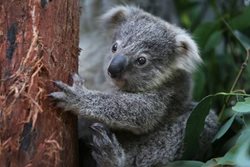 تصاویری جالب از کوالا در باغ وحش استرالیا