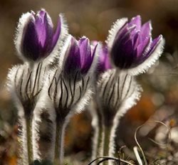 رویش گلهای بهاری در کوه کریمه + عکسها