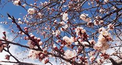 شکوفه های بهاری درختان در بروجرد + عکسها