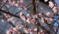 شکفتن شکوفه ها در گیلان + عکسها