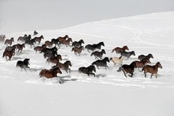 اسب های وحشی در برف + عکس