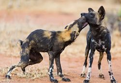 سگ های وحشی، شکارچیان ماهر آفریقا + عکسها