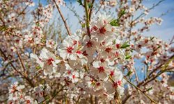 شکوفه های زیبای بهاری در شهرستان سامان + عکسها