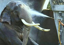 حمام کردن فیل + عکس