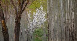 طبیعت بهاری چهارمحال و بختیاری + عکسها