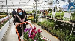 روزهای پررونق بازار گل و گیاه اصفهان + عکسها