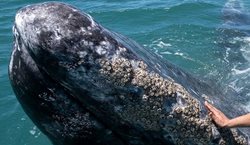 لمس نهنگ در مکزیک + عکسها