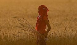 برداشت محصول گندم در مزرعه ای در حومه فریدآباد + عکس