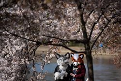 شکوفه های زیبای گیلاس در واشنگتن دی سی + عکسها
