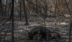 حیوان سوخته در آتش سوزی جنگل های برزیل + عکس