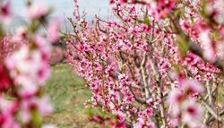 باغی از شکوفه های صورتی درختان هلو و شلیل + عکسها