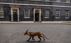 پرسه روباه مقابل ساختمان نخست وزیری انگلیس + عکس