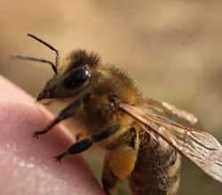تصویری جالب از زنبور عسل با انگشتانش