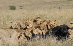 شکار گاومیش یک تنی توسط 15 شیر + عکسها