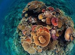 درخشش مرجان ها در اعماق آب + عکس