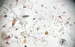 تصاویر خیره کننده و عجیب یک قطره آب دریا زیر میکروسکوپ